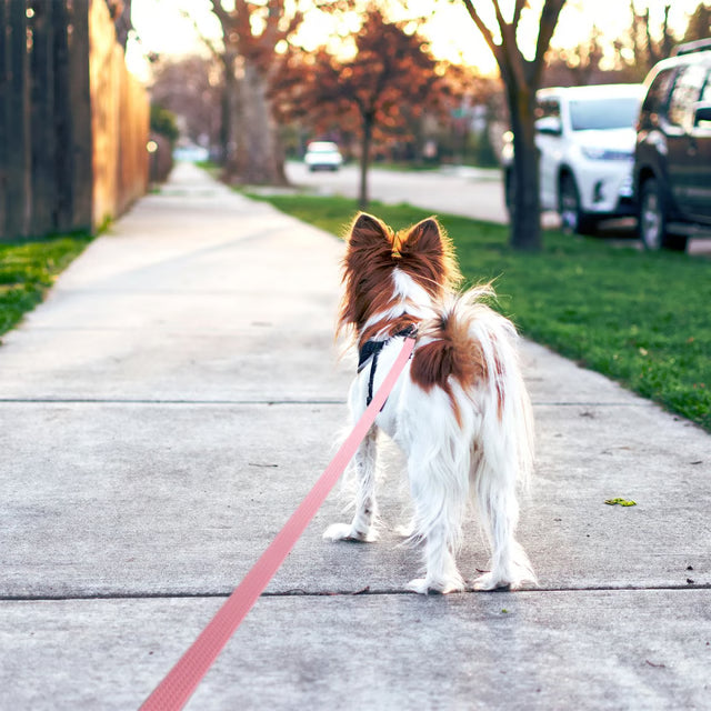 Waterproof PVC Dog Training Leash for Medium and Large Dogs